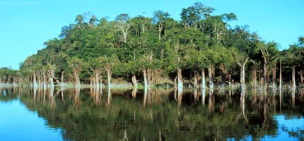 Fauna a Flóra :: Amazonie - mezi stromy